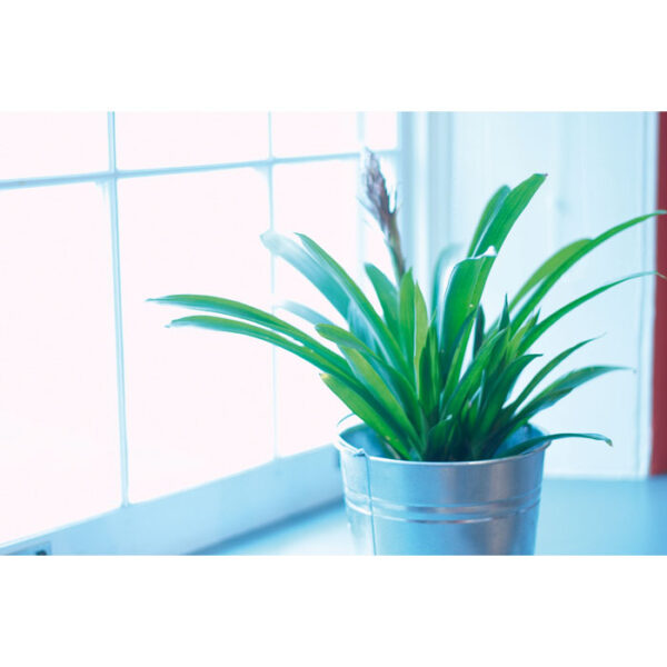 GARDENIA - Image 2